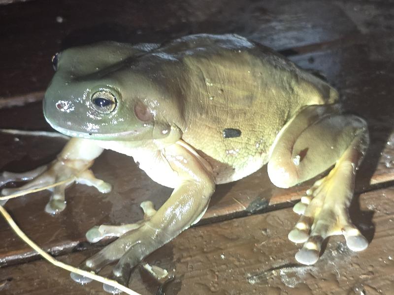 Australian_Green_Tree_Frog__Litoria_caerulea__019.jpg