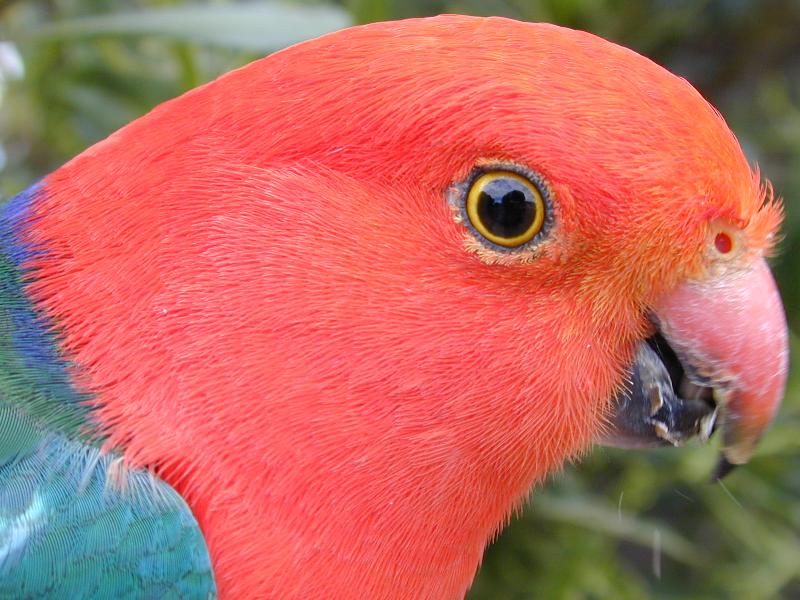 Australian_King-Parrot__Alisterus_scapularis__002.jpg