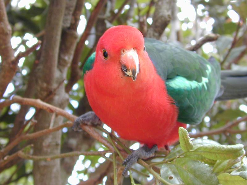 Australian_King-Parrot__Alisterus_scapularis__003.jpg