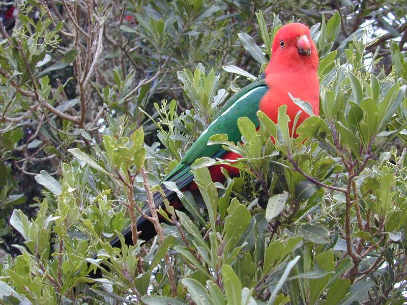 Australian_King-Parrot__Alisterus_scapularis__004.jpg