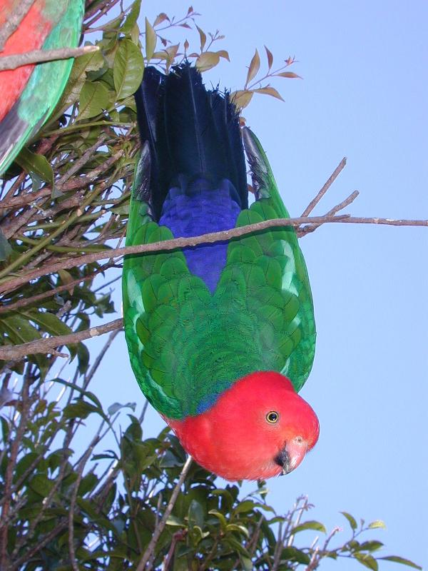 Australian_King-Parrot__Alisterus_scapularis__005.jpg