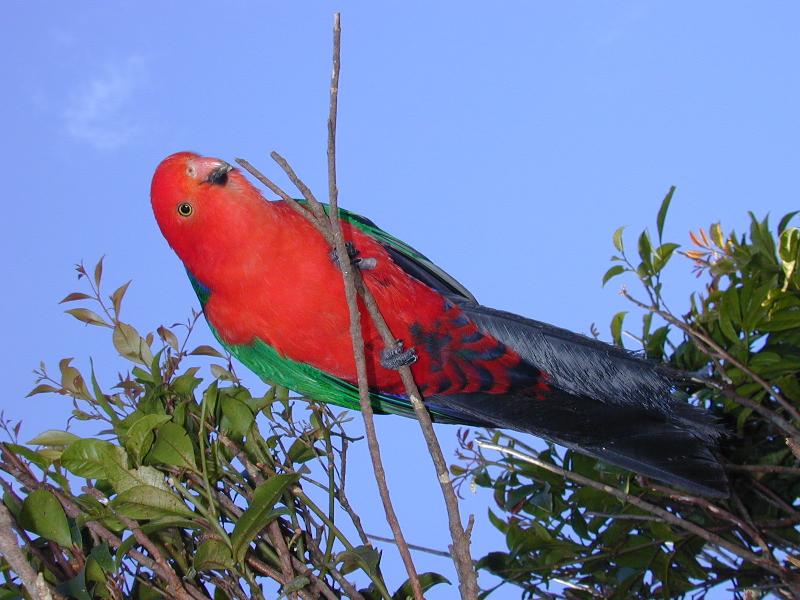 Australian_King-Parrot__Alisterus_scapularis__006.jpg