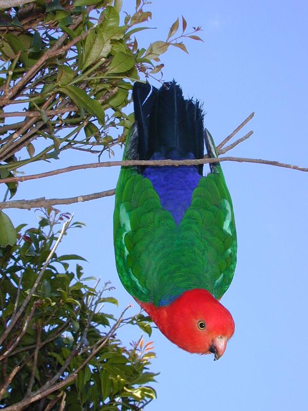 Australian_King-Parrot__Alisterus_scapularis__007.jpg