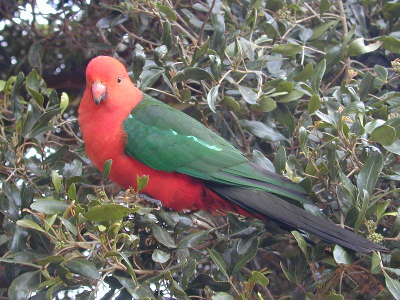 Australian_King-Parrot__Alisterus_scapularis__008.jpg