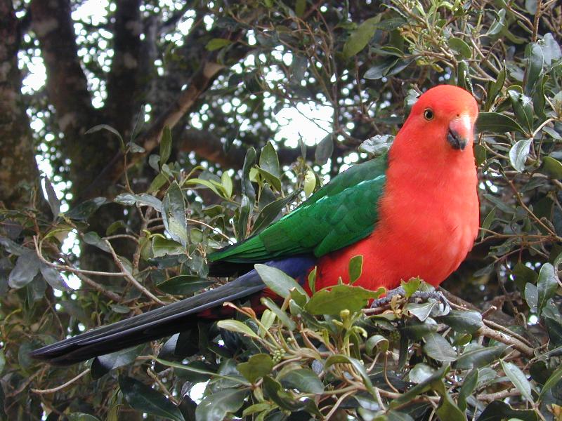 Australian_King-Parrot__Alisterus_scapularis__009.jpg