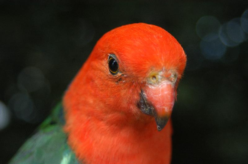 Australian_King-Parrot__Alisterus_scapularis__011.jpg