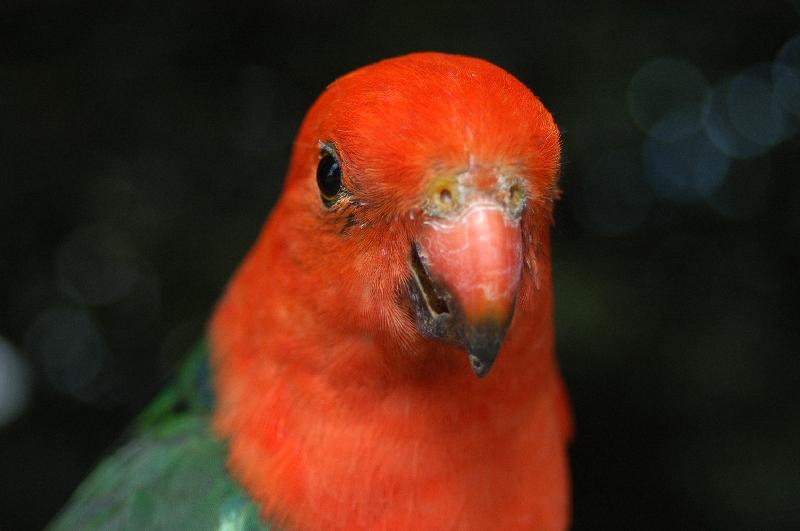 Australian_King-Parrot__Alisterus_scapularis__012.jpg