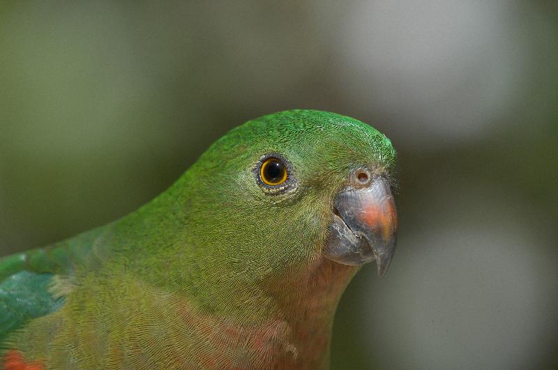 Australian_King-Parrot__Alisterus_scapularis__014.jpg