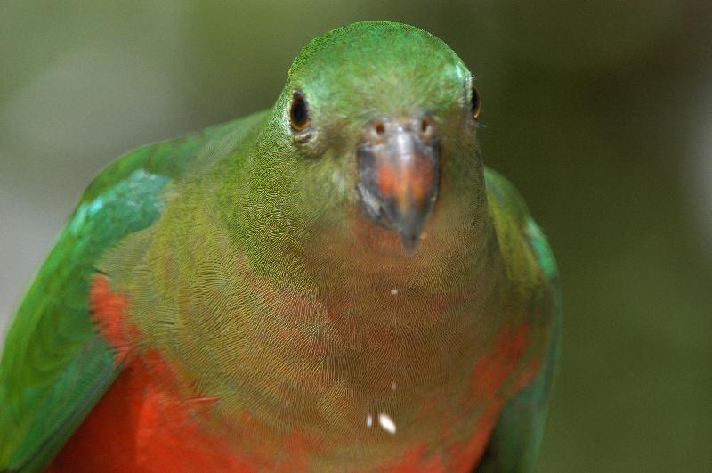 Australian_King-Parrot__Alisterus_scapularis__015.jpg
