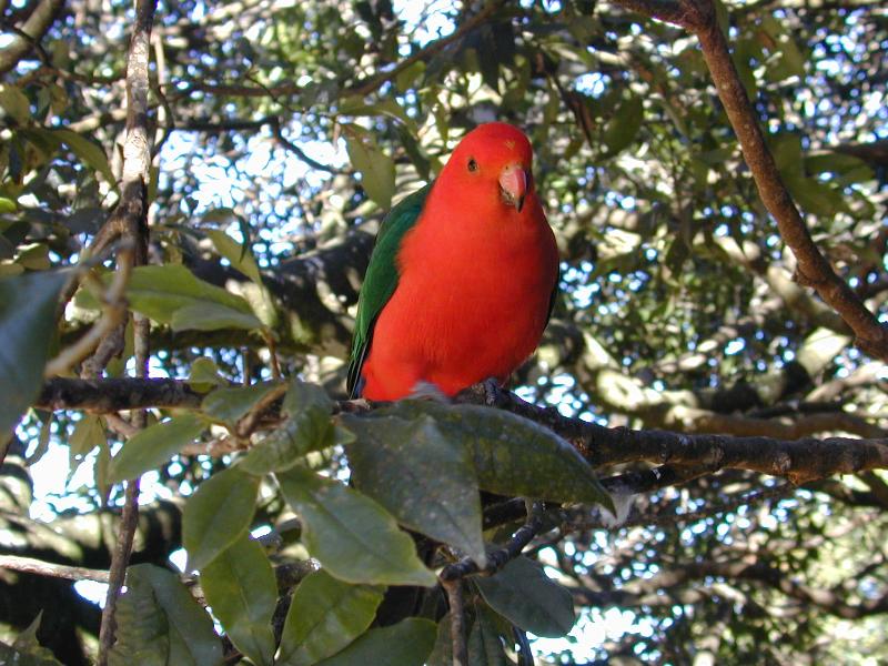 Australian_King-Parrot__Alisterus_scapularis__016.jpg