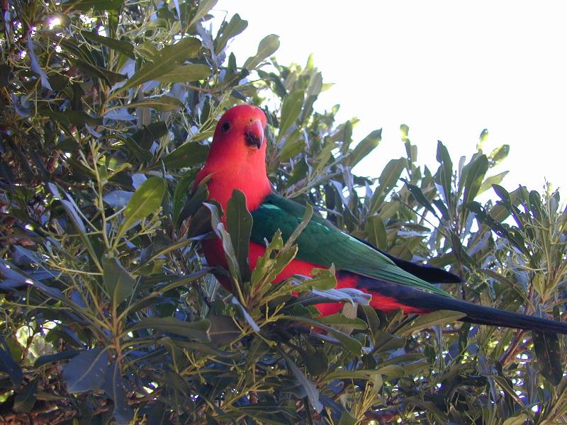 Australian_King-Parrot__Alisterus_scapularis__017.jpg