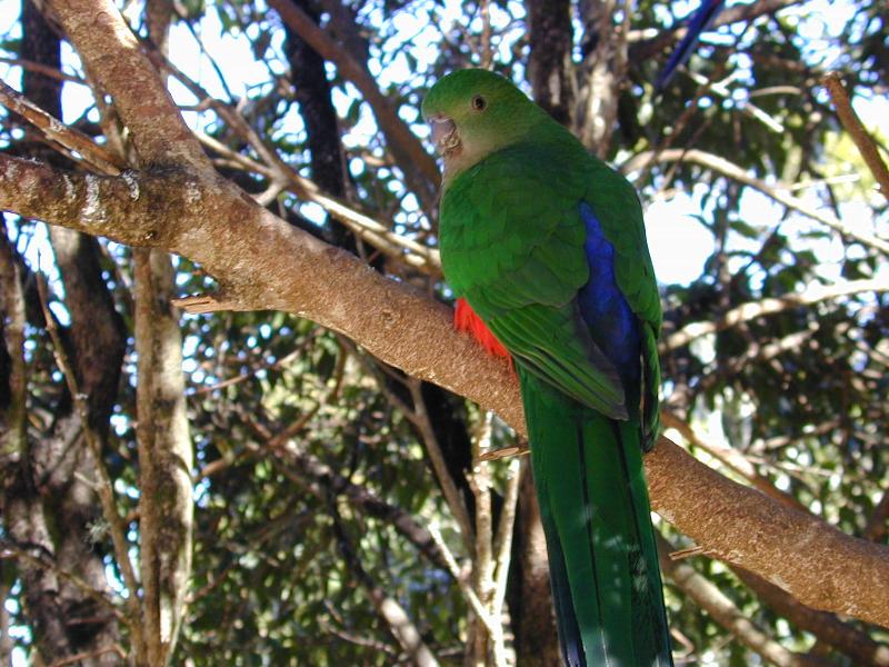 Australian_King-Parrot__Alisterus_scapularis__018.jpg
