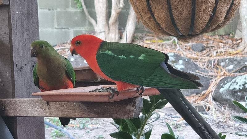 Australian_King-Parrot__Alisterus_scapularis__020.jpg