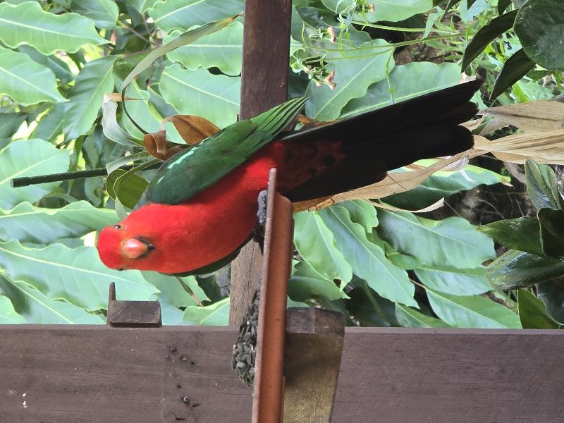 Australian_King-Parrot__Alisterus_scapularis__024.jpg