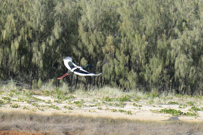 Black-necked_Stork__Ephippiorhynchus_asiaticus__002.jpg
