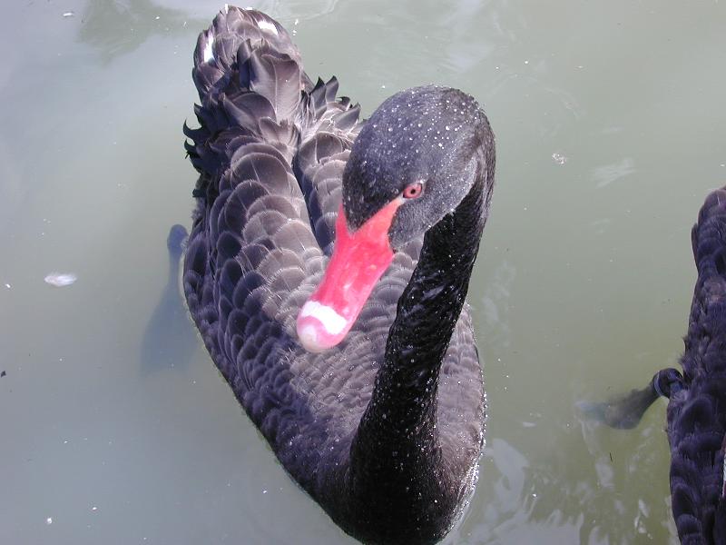 Black_Swan__Cygnus_atratus__003.jpg