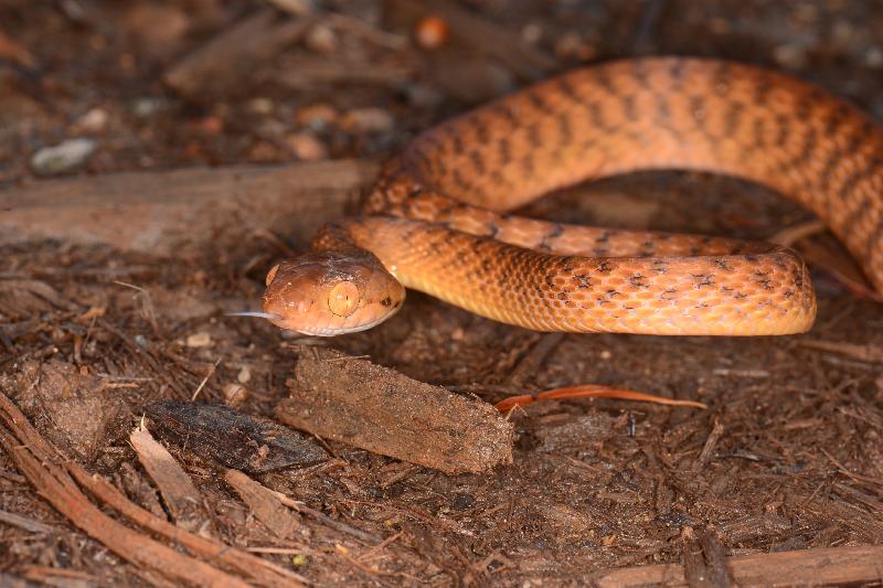 Brown_Tree_Snake__Boiga_irregularis__051.jpg