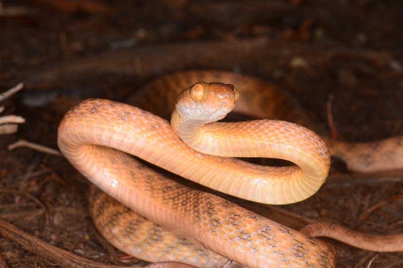 Brown_Tree_Snake__Boiga_irregularis__059.jpg