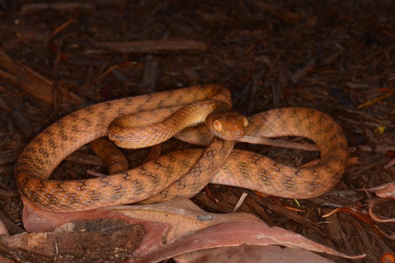 Brown_Tree_Snake__Boiga_irregularis__062.jpg