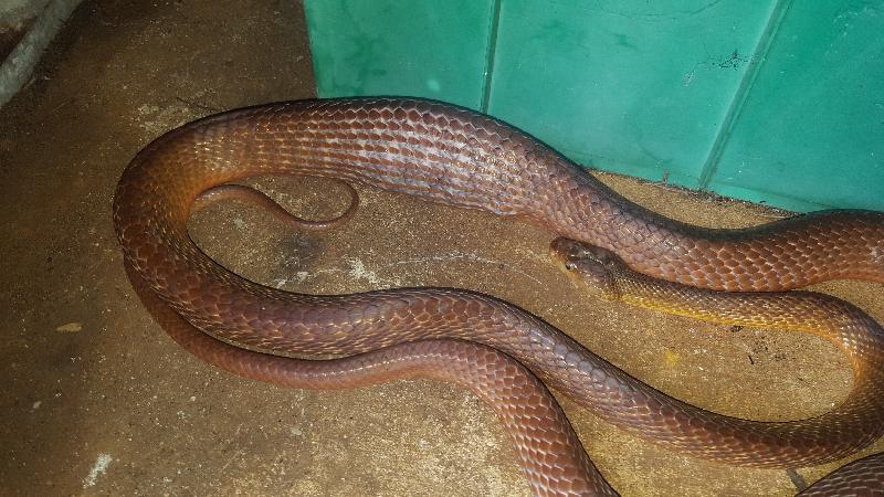 Brown_Tree_Snake__Boiga_irregularis__066.jpg