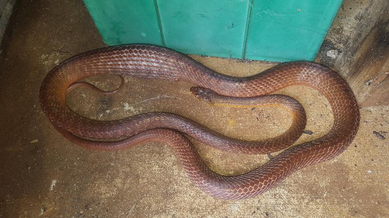 Brown_Tree_Snake__Boiga_irregularis__069.jpg