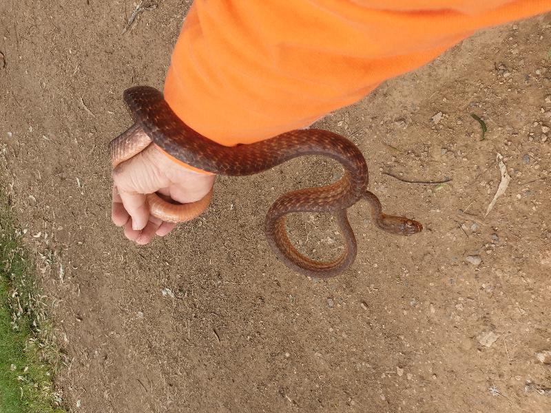 Brown_Tree_Snake__Boiga_irregularis__071.jpg