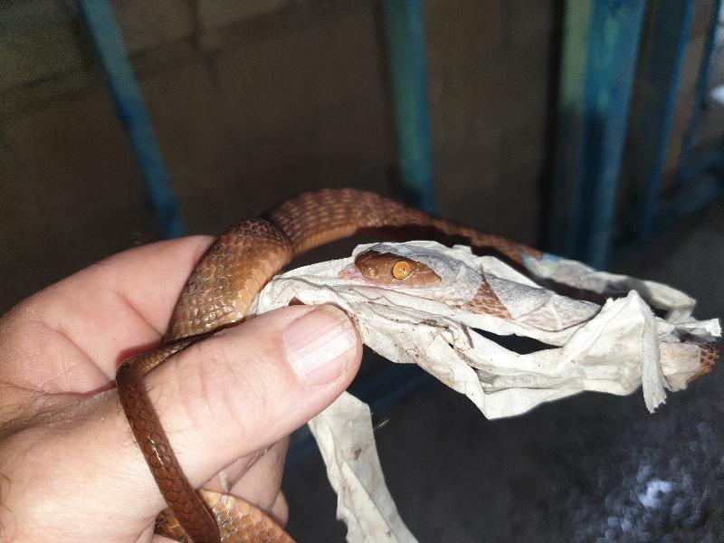 Brown_Tree_Snake__Boiga_irregularis__083.jpg