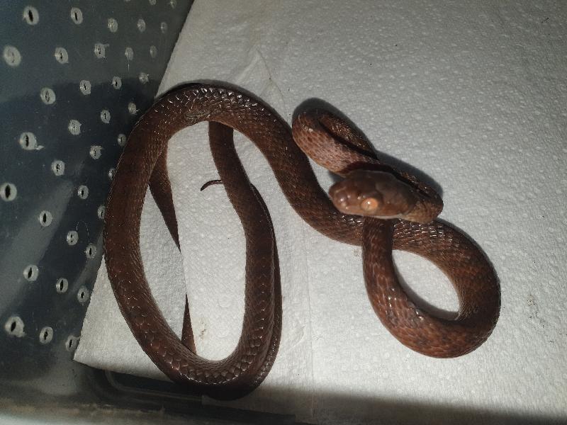 Brown_Tree_Snake__Boiga_irregularis__084.jpg