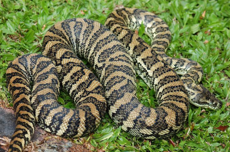 Coastal_Carpet_Python__Morelia_spilota_mcdowelli__051.jpg