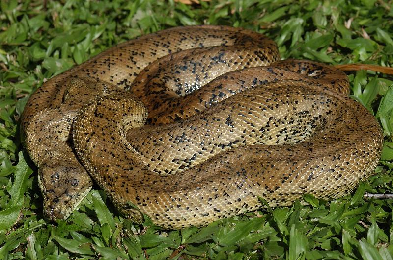 Coastal_Carpet_Python__Morelia_spilota_mcdowelli__054.jpg