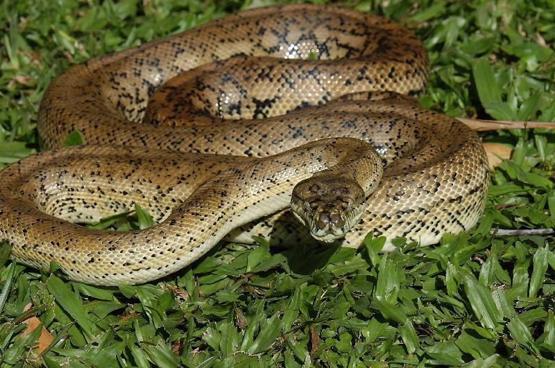 Coastal_Carpet_Python__Morelia_spilota_mcdowelli__055.jpg