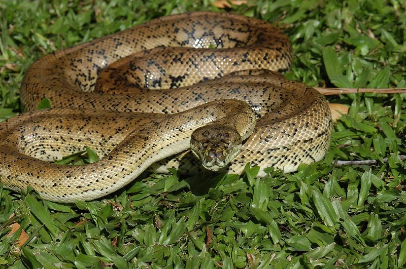 Coastal_Carpet_Python__Morelia_spilota_mcdowelli__056.jpg