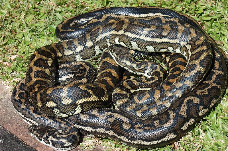 Coastal_Carpet_Python__Morelia_spilota_mcdowelli__061.jpg