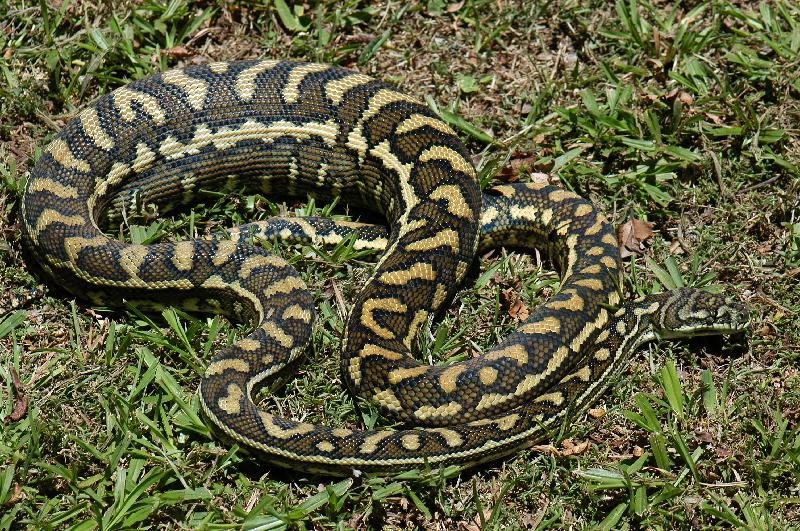 Coastal_Carpet_Python__Morelia_spilota_mcdowelli__065.jpg