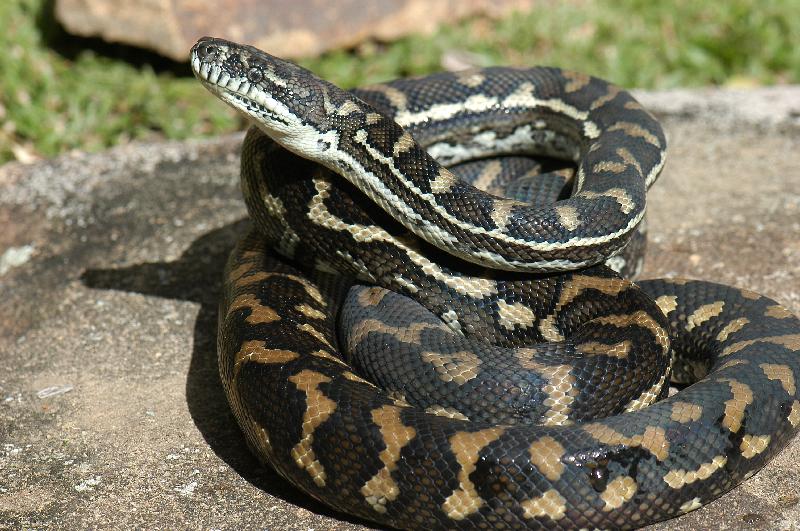 Coastal_Carpet_Python__Morelia_spilota_mcdowelli__075.jpg