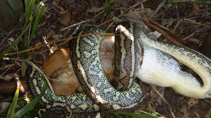 Coastal_Carpet_Python__Morelia_spilota_mcdowelli__083.jpg