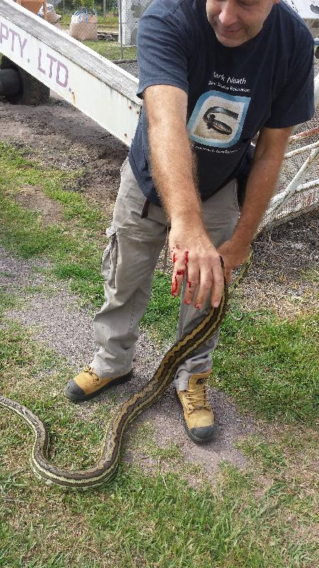 Coastal_Carpet_Python__Morelia_spilota_mcdowelli__105.jpg