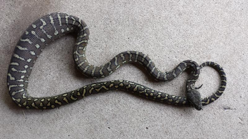 Coastal_Carpet_Python__Morelia_spilota_mcdowelli__110.jpg