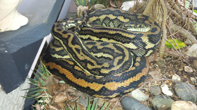 Coastal_Carpet_Python__Morelia_spilota_mcdowelli__117.jpg