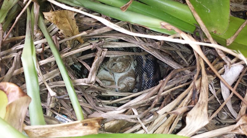 Coastal_Carpet_Python__Morelia_spilota_mcdowelli__160.jpg