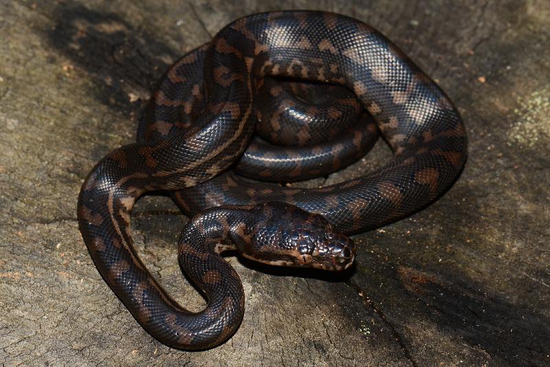 Coastal_Carpet_Python__Morelia_spilota_mcdowelli__166.jpg