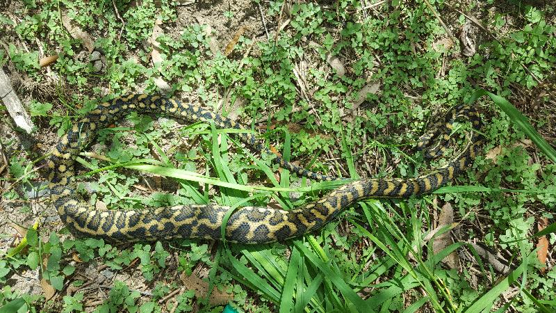 Coastal_Carpet_Python__Morelia_spilota_mcdowelli__170.jpg