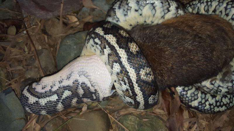 Coastal_Carpet_Python__Morelia_spilota_mcdowelli__175.jpg