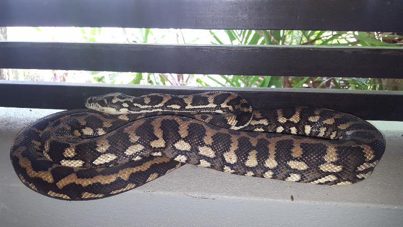 Coastal_Carpet_Python__Morelia_spilota_mcdowelli__218.jpg