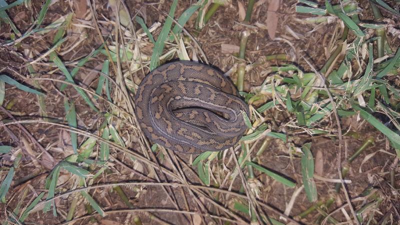 Coastal_Carpet_Python__Morelia_spilota_mcdowelli__225.jpg