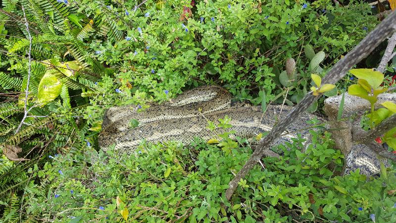 Coastal_Carpet_Python__Morelia_spilota_mcdowelli__243.jpg