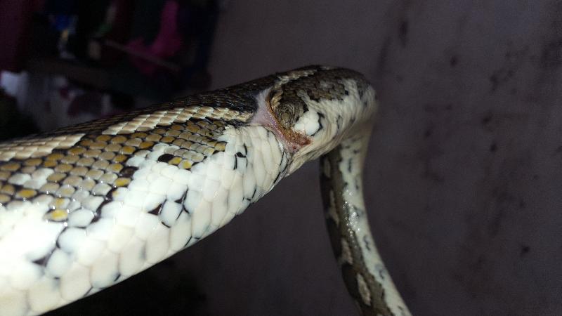 Coastal_Carpet_Python__Morelia_spilota_mcdowelli__267.jpg