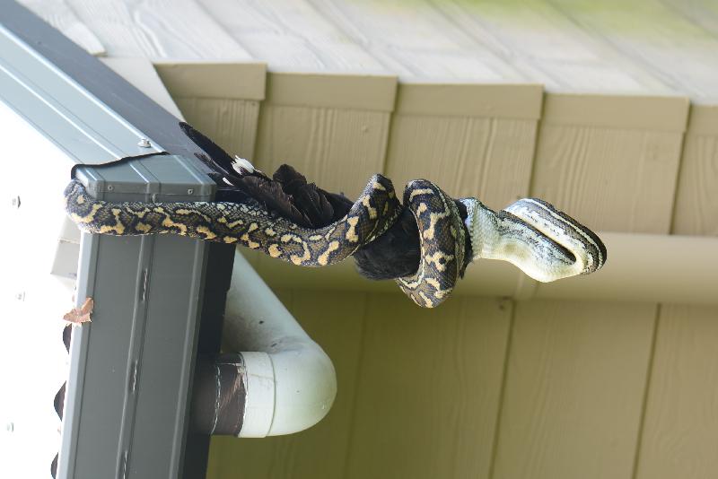 Coastal_Carpet_Python__Morelia_spilota_mcdowelli__304.jpg