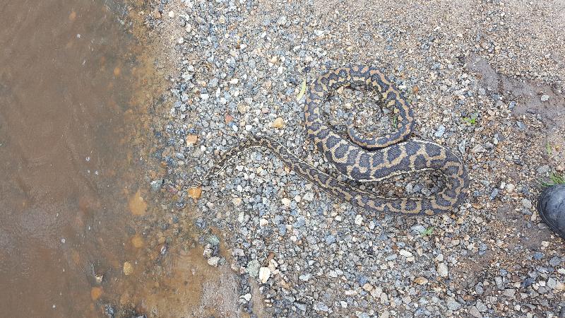 Coastal_Carpet_Python__Morelia_spilota_mcdowelli__398.jpg