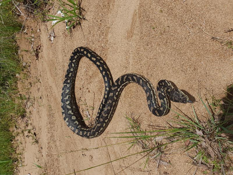 Coastal_Carpet_Python__Morelia_spilota_mcdowelli__458.jpg